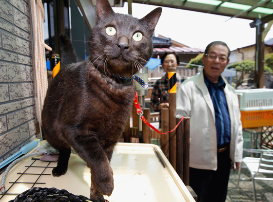 Suika Tsunami cat Suika Tsunami cat